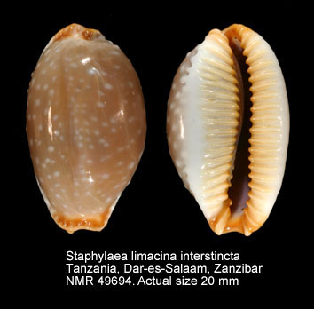 Staphylaea limacina interstincta (2).jpg - Staphylaea limacina interstincta(W.Wood,1828)